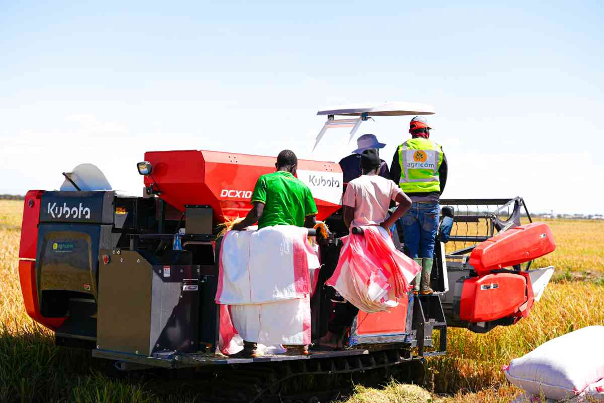 Tanzanian farmers storing harvested maize in hermetic bags to reduce post-harvest losses and improve food security