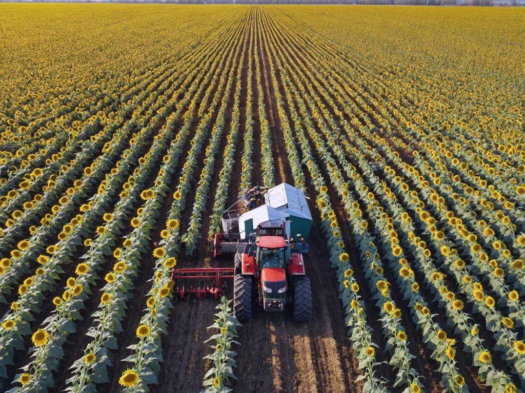 Tractor working in a sunflower field during commercial sunflower farming operations in Tanzania